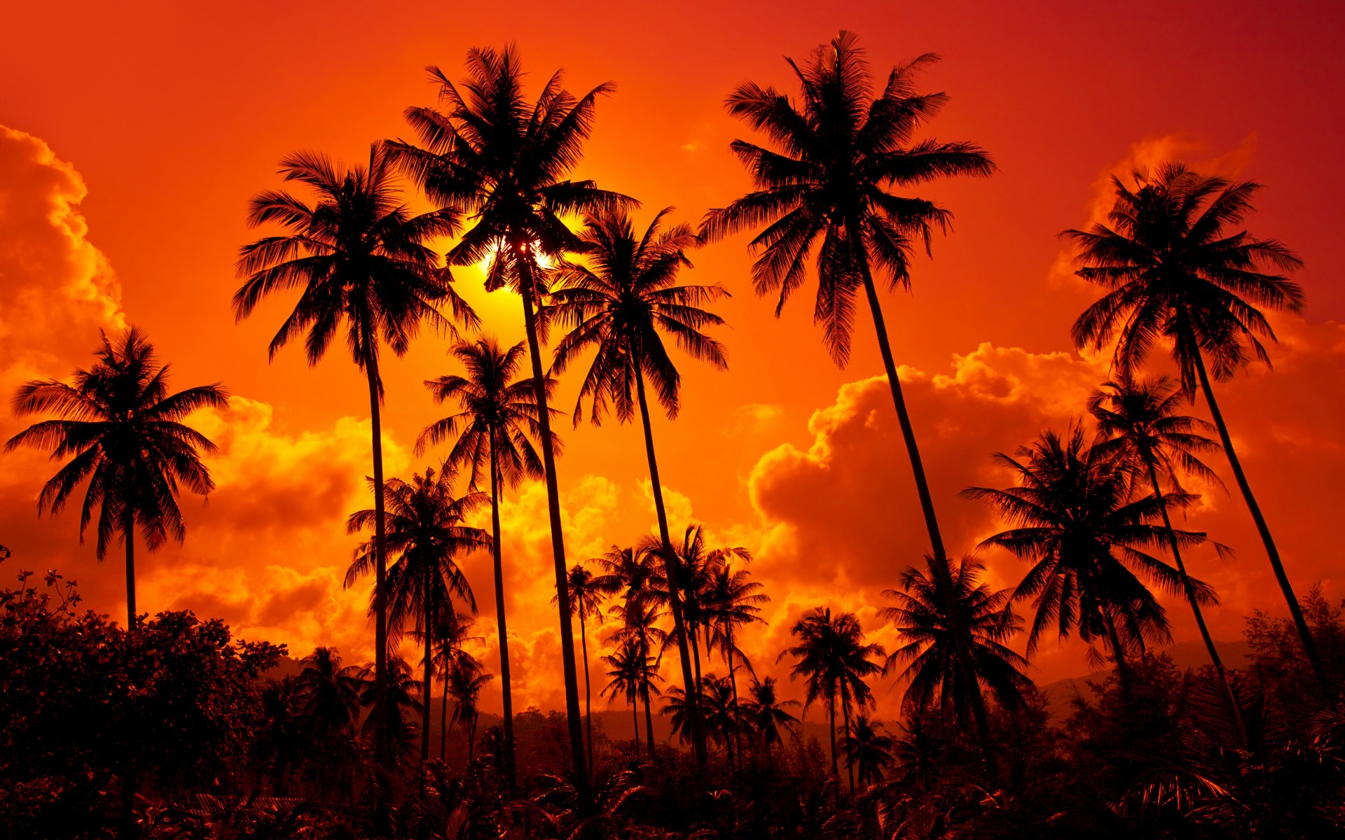 Coconut Trees Wallpaper Hd - HD Wallpaper 