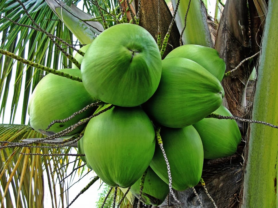 Bunch Of Green Coconut Preview - Green Coconut - HD Wallpaper 