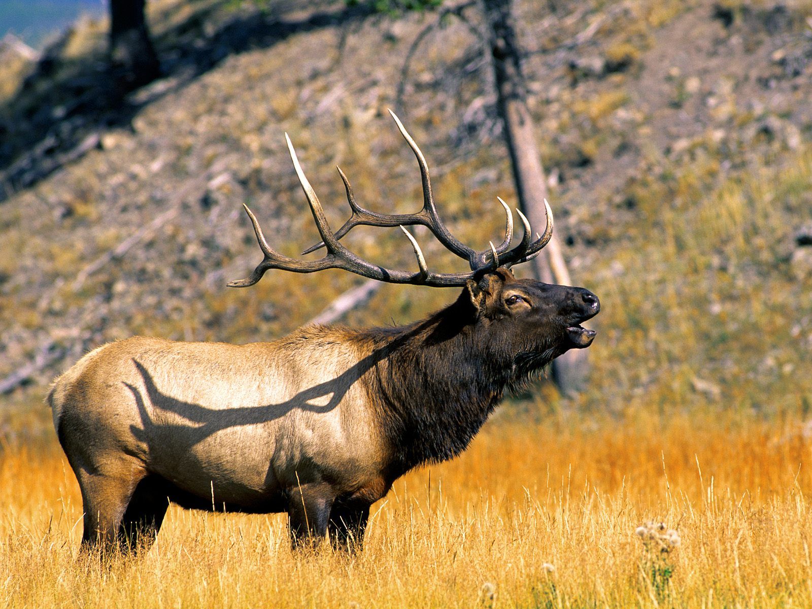 Elk Yellowstone National Park Animals - HD Wallpaper 