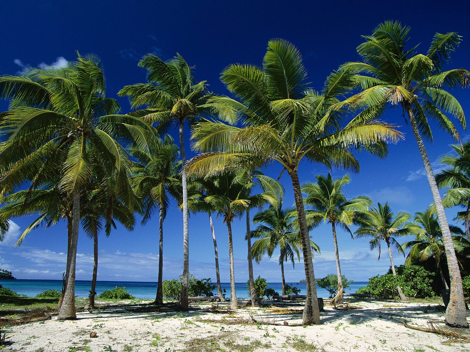Coconut Trees In Tonga - HD Wallpaper 