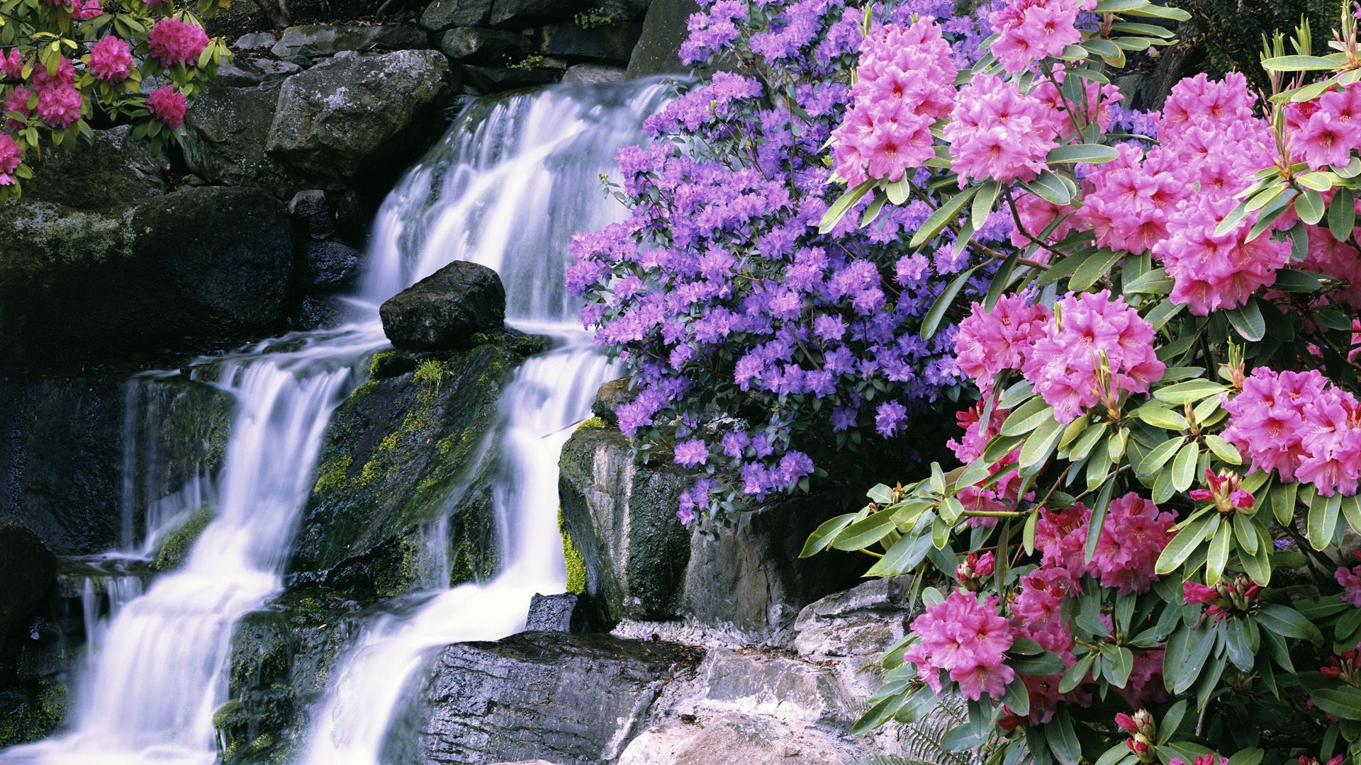 Garden Beautiful Waterfall Flowers - HD Wallpaper 