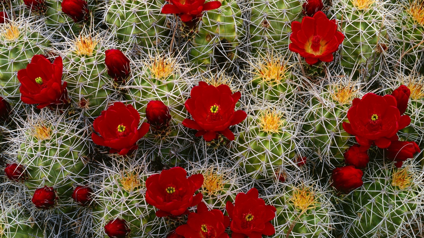 Wallpaper Cactus, Flower, Blooms, Buds, Needles - Flowers Wallpaper For Computer - HD Wallpaper 