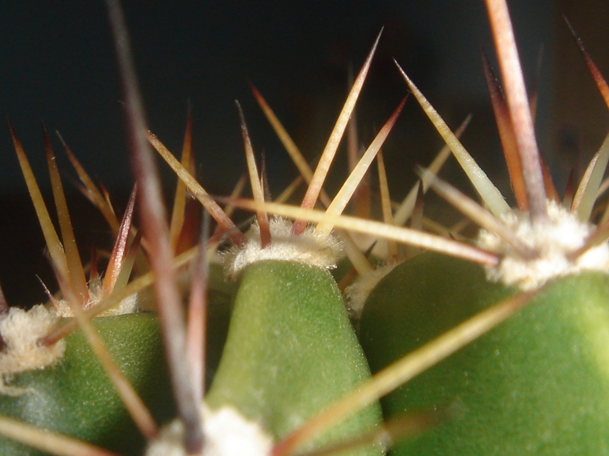 Cactus Macro - HD Wallpaper 
