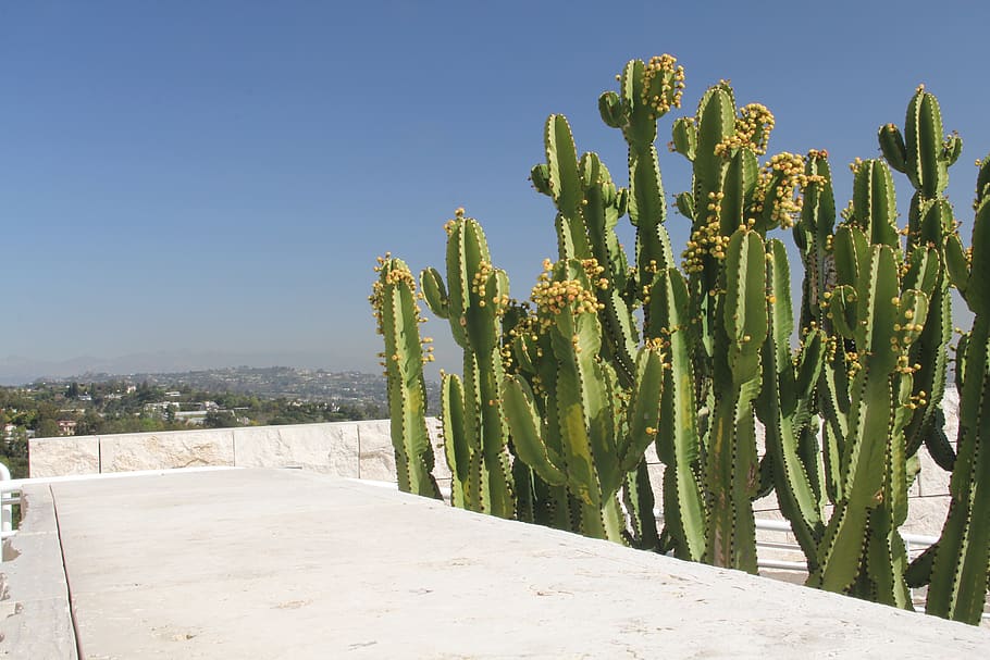 Plant, Cactus, Rubber Eraser, School, Indoors, Classroom, - San Pedro Cactus - HD Wallpaper 