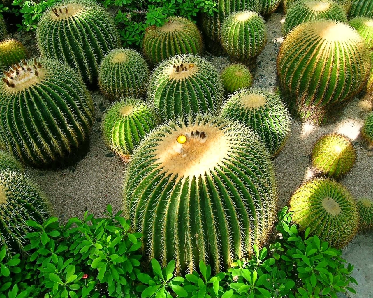 Cactus - HD Wallpaper 