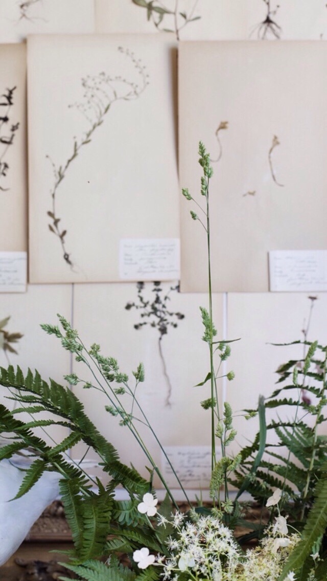 Pusat Hobi - Aesthetic Plantas Ilustracion - HD Wallpaper 