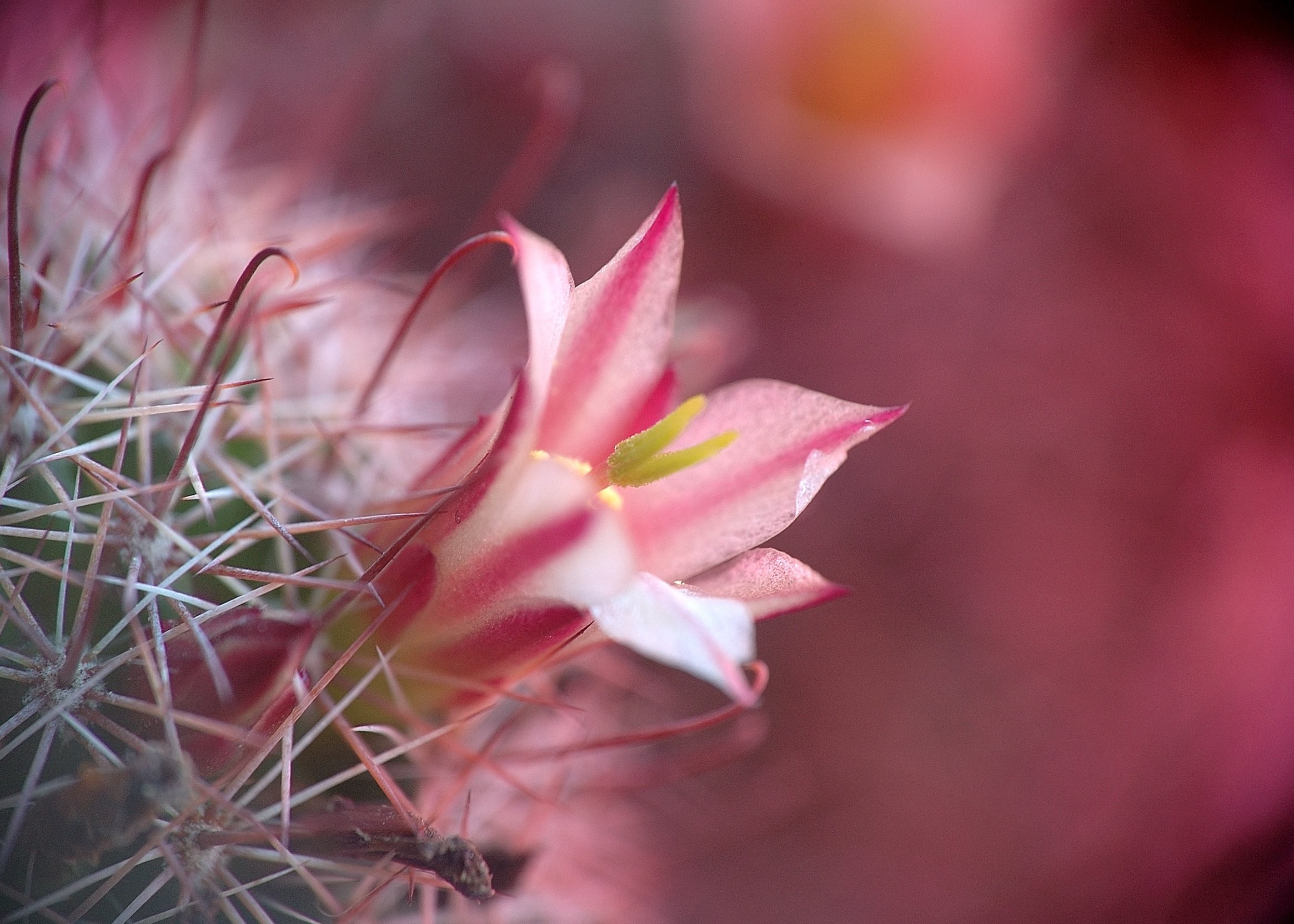 Cactus - HD Wallpaper 
