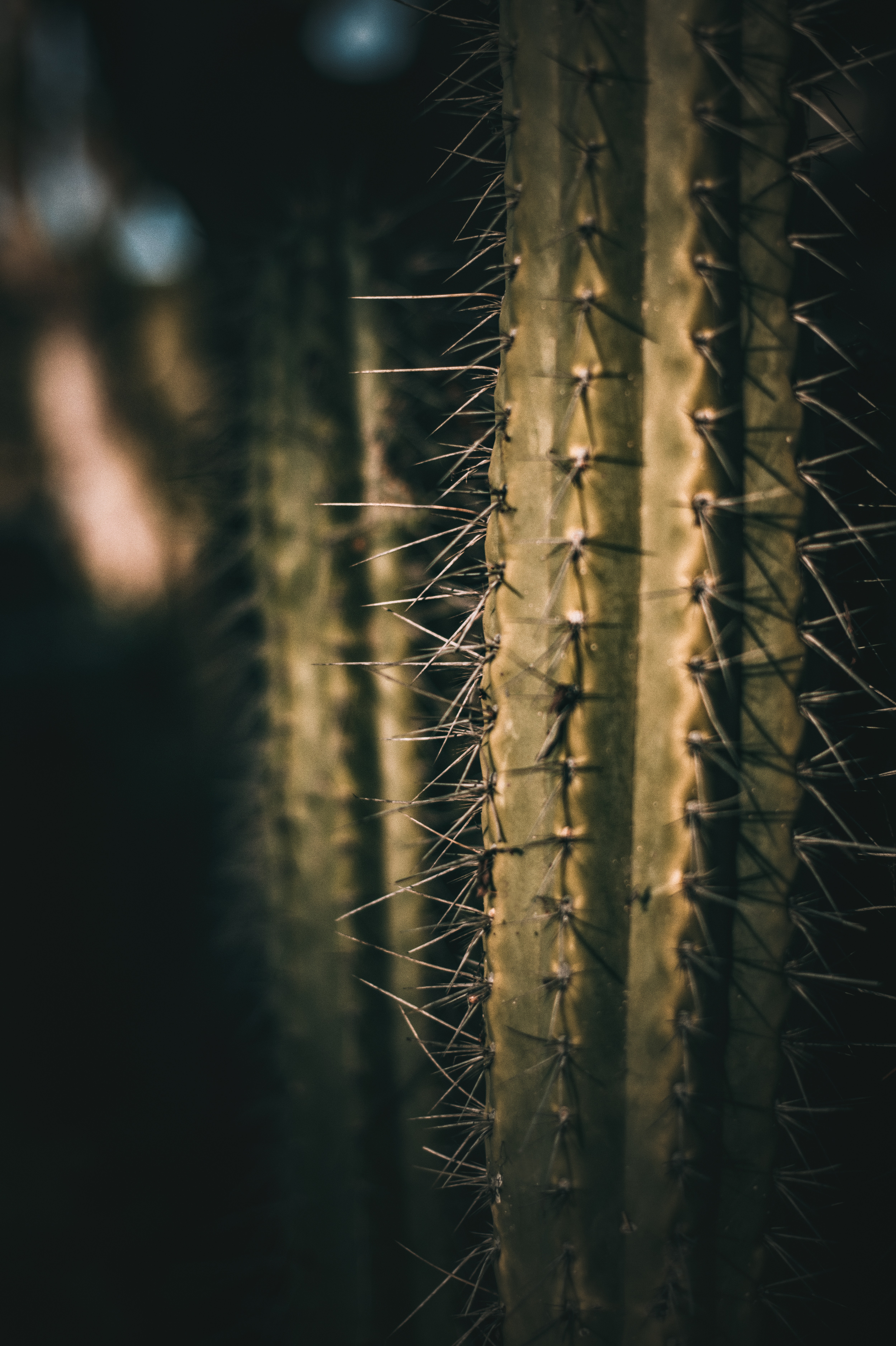 Cactus - HD Wallpaper 