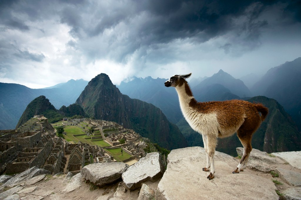 Machu Picchu Llama Pictures - Llama On Machu Picchu - HD Wallpaper 