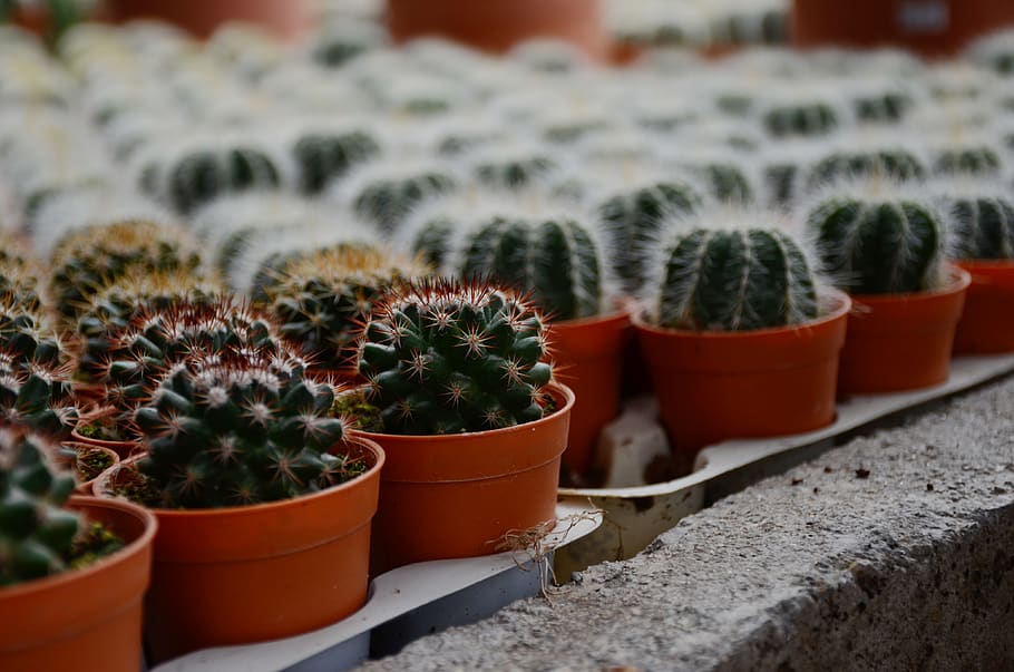 Malaysia, Cameron Highlands, Nature, Travel, World, - Hedgehog Cactus - HD Wallpaper 