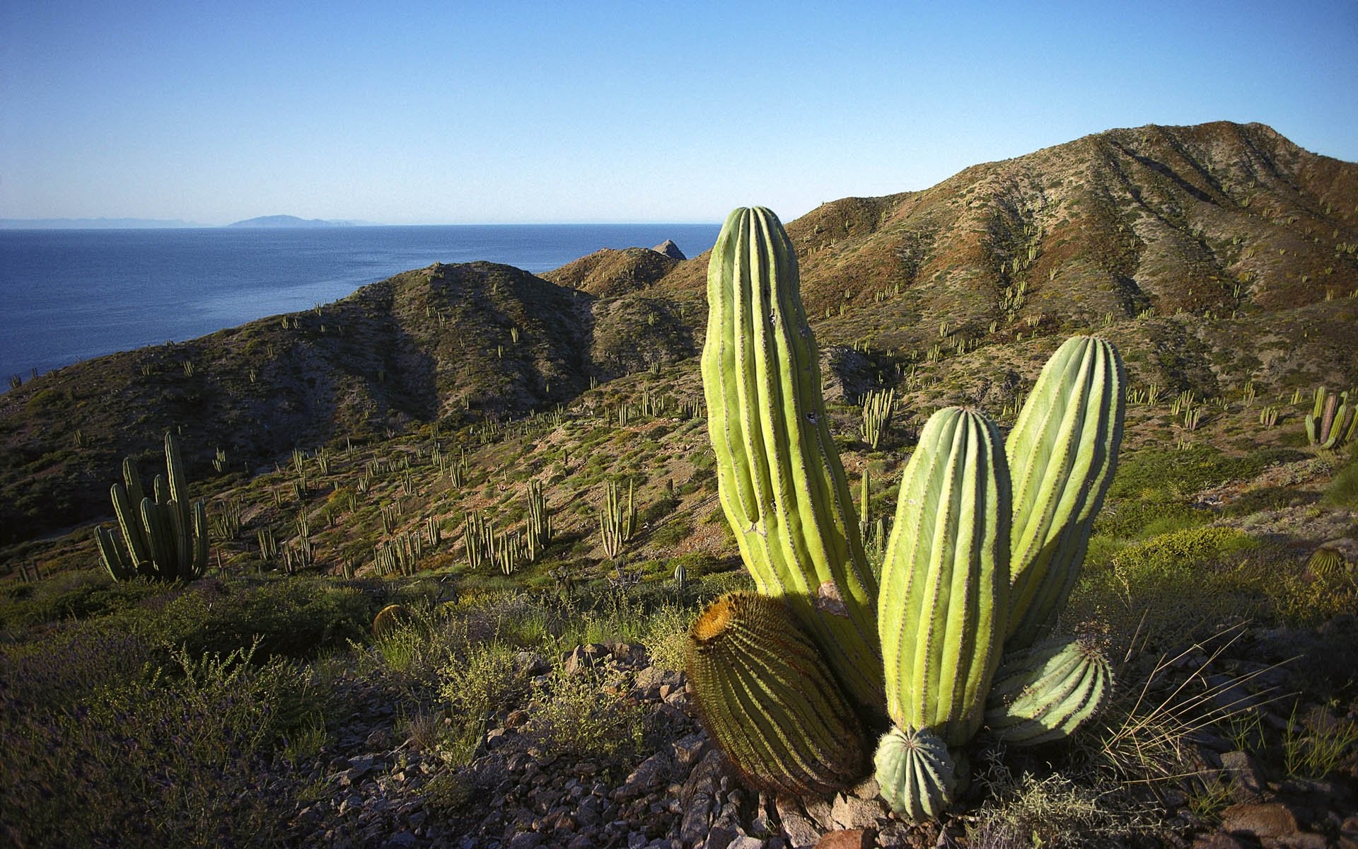 Cactus Landscapes In Mexico - HD Wallpaper 