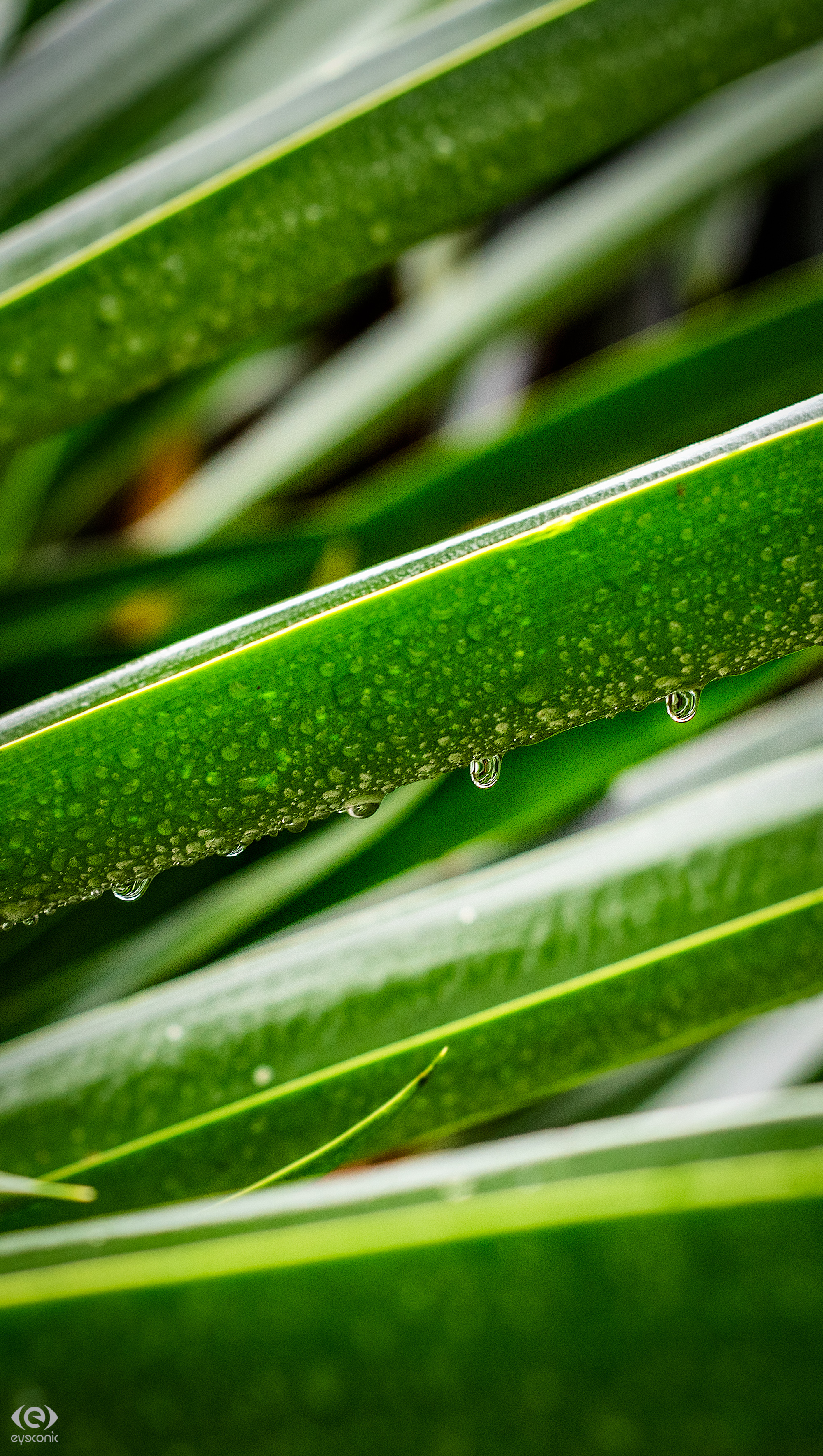 Close-up - HD Wallpaper 