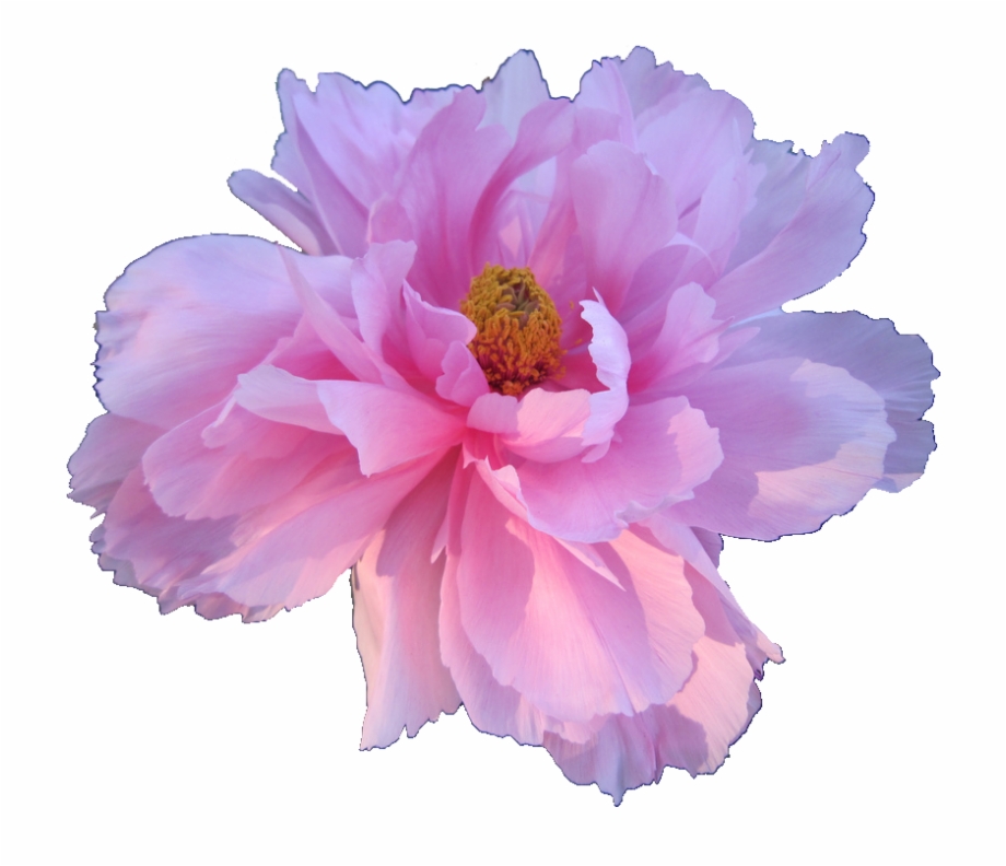 Flowers Tumblr Transparent Transparent Background Transparent - Aesthetic Flowers Transparent Background - 920x792 Wallpaper Flowers Tumblr Transparent Transparent Background Transparent - Aesthetic Flowers Transparent Background - 920x792 Wallpaper