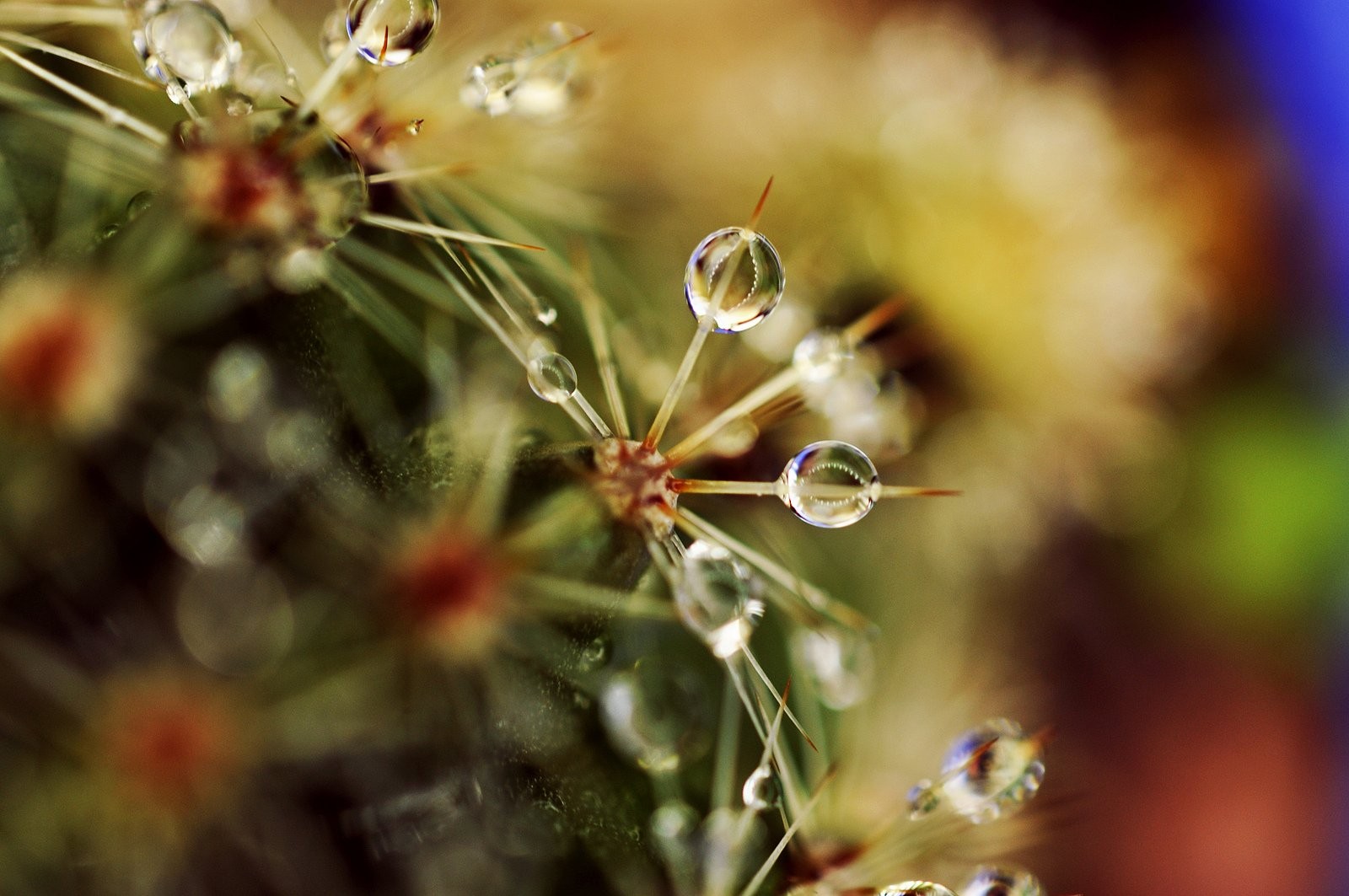 Macro Photography - HD Wallpaper 