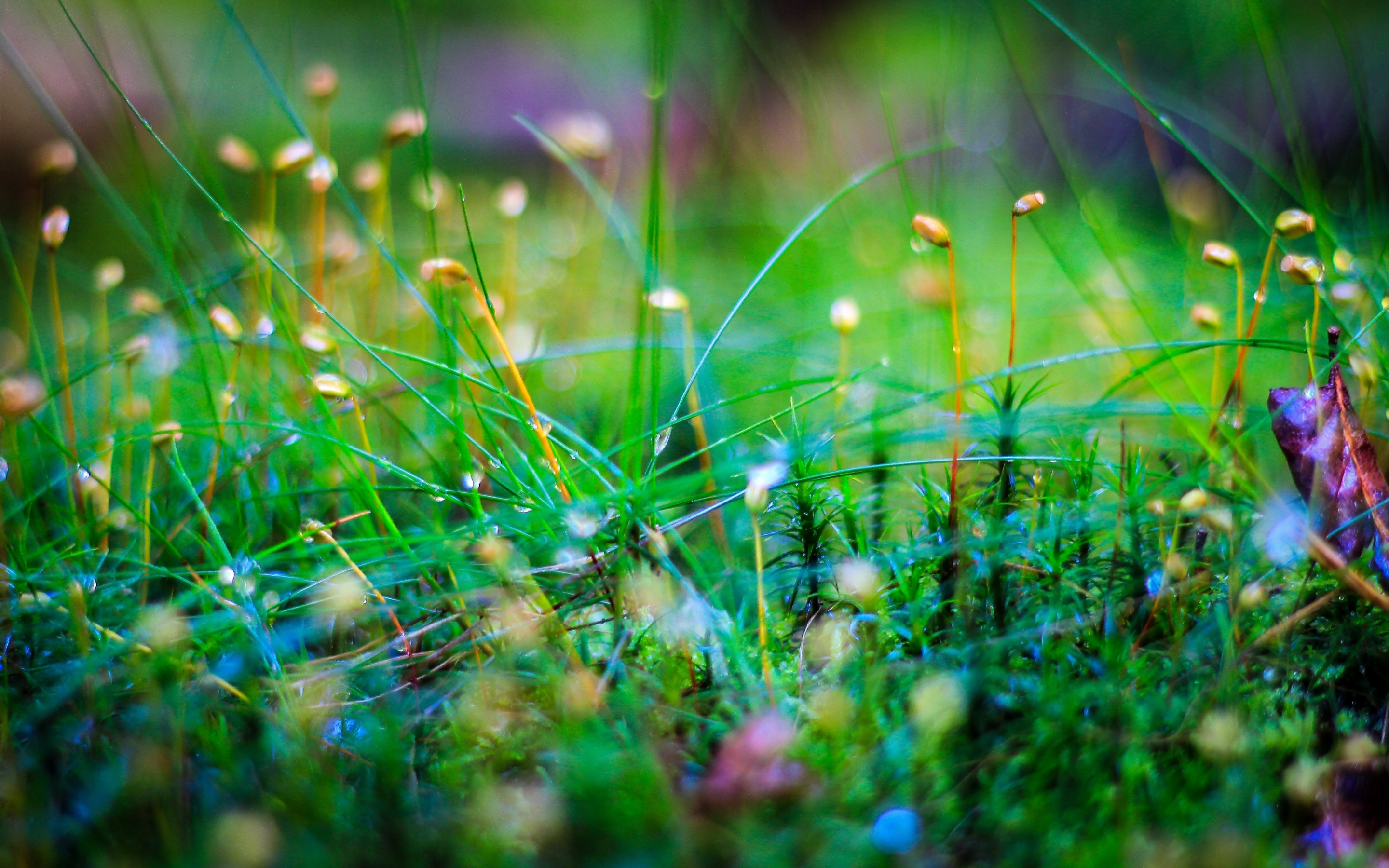 Wallpaper - HD Wallpaper 