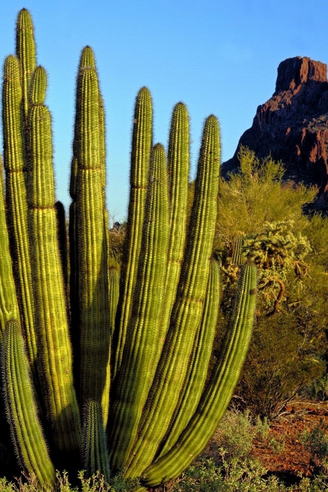 Desert Organ Pipe Cactus - HD Wallpaper 