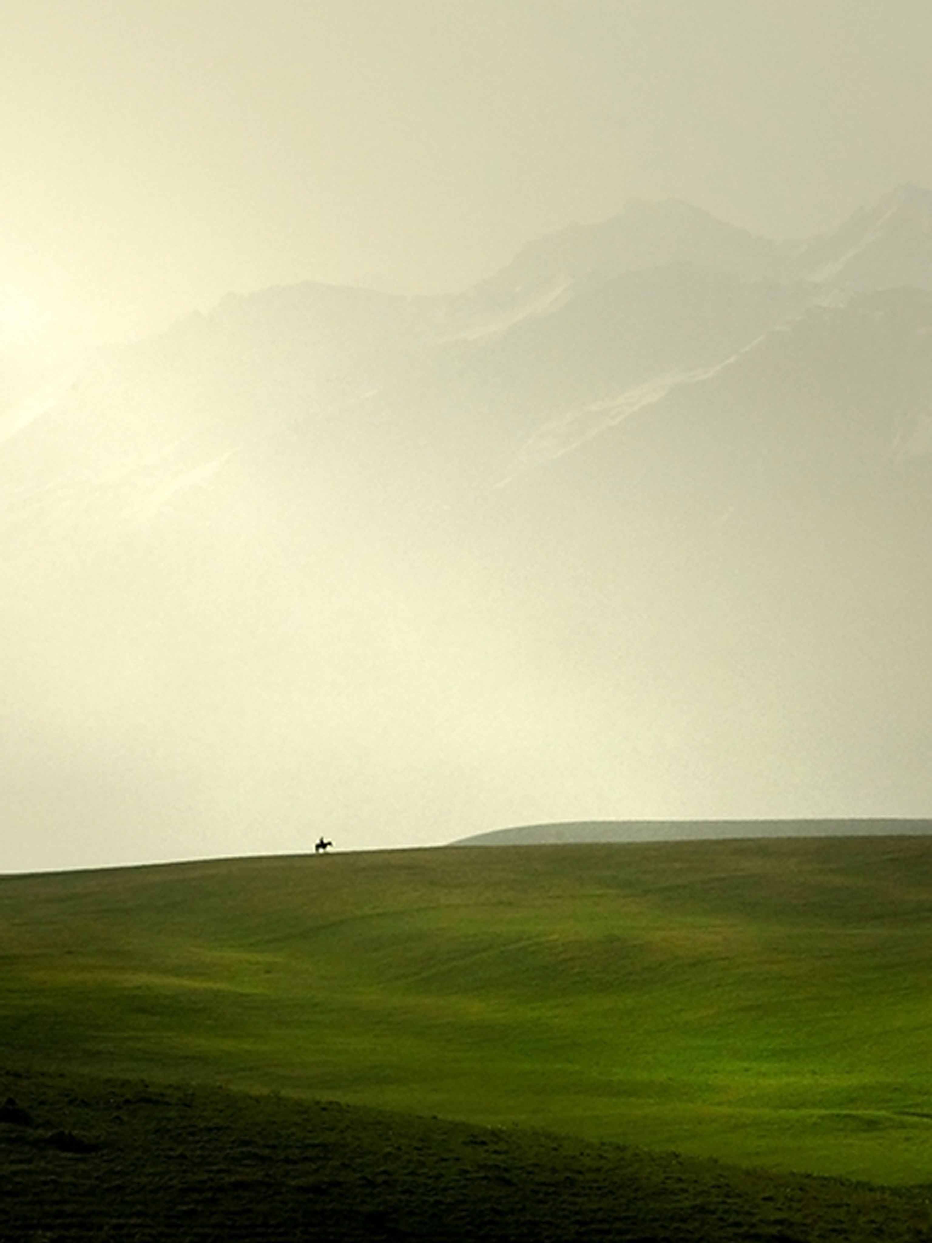 Grass - HD Wallpaper 