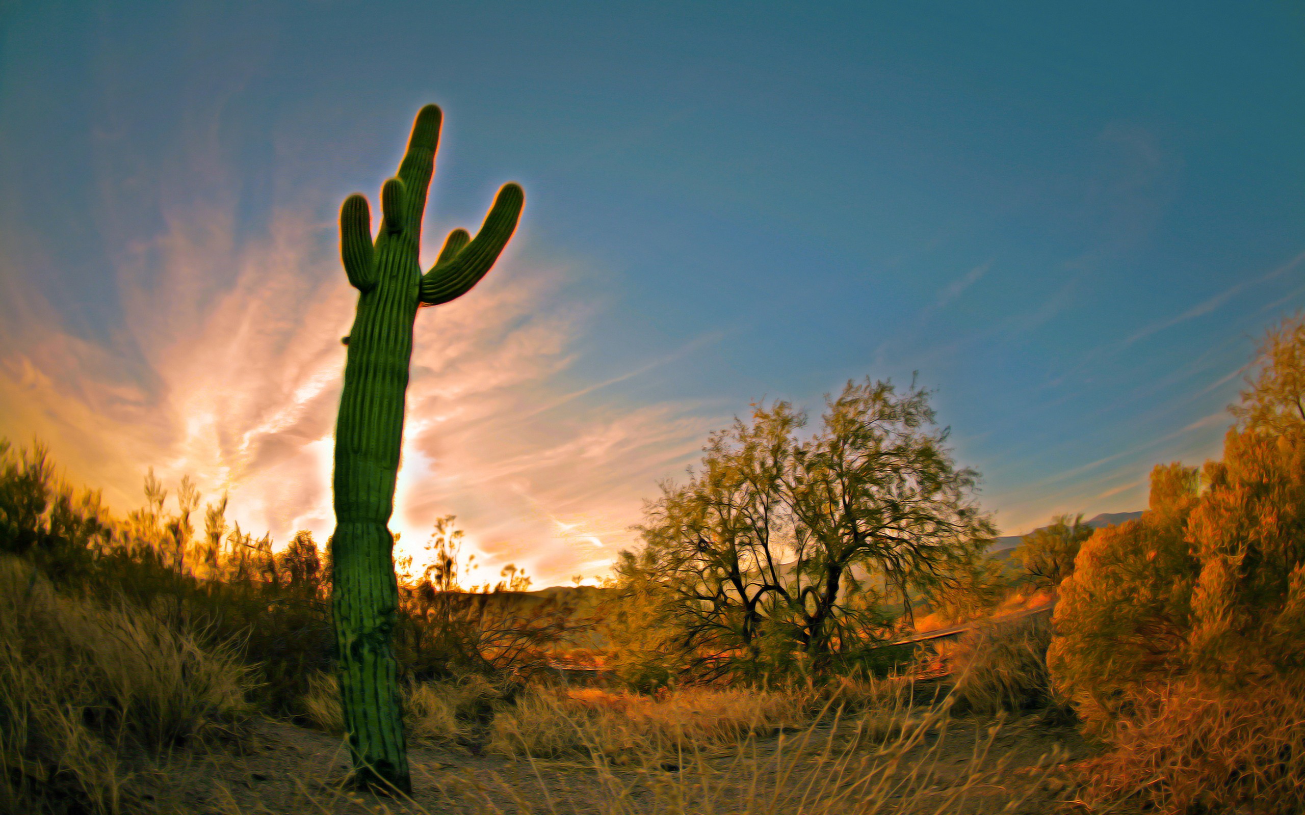 Large-flowered Cactus - HD Wallpaper 