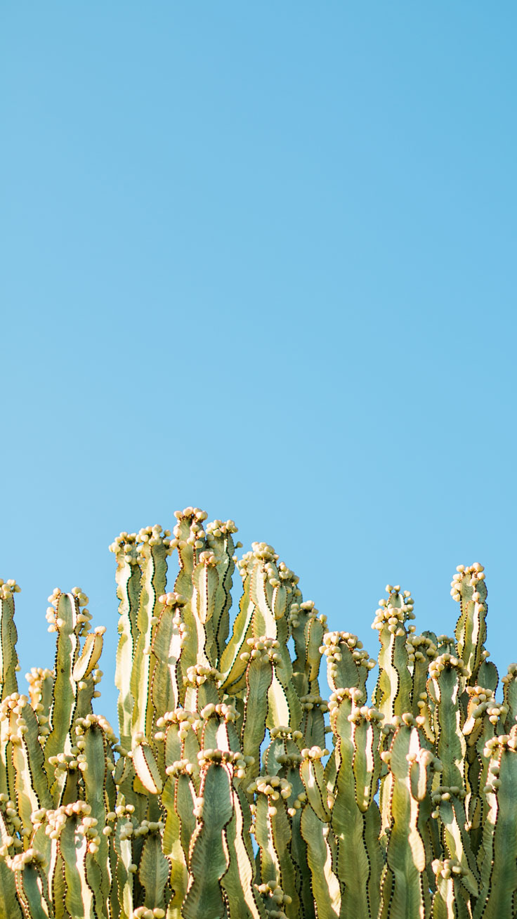 Back To Nature Iphone Wallpaper Collection ★ Download - Cute Wallpapers For The Iphone 7 - HD Wallpaper 