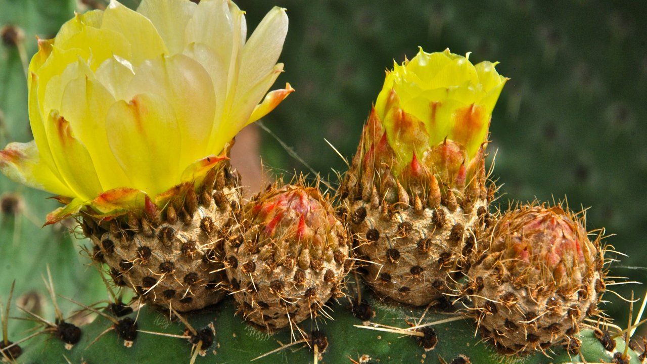 Nature Backgrounds, High Resolution Tumblr, Flowers,mobile - Eastern Prickly Pear - HD Wallpaper 