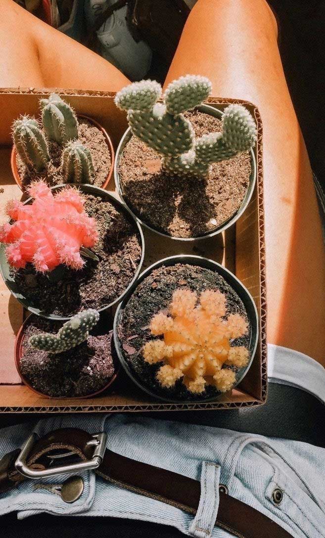 14 Pretty Cactus Aesthetic, Cactus Wallpaper Iphone, - Aesthetic Cactus Iphone - HD Wallpaper 