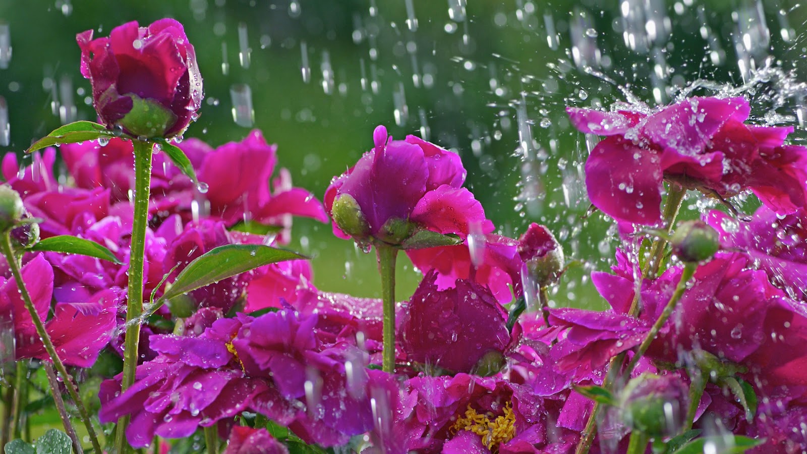 Flower With Water Drops Hd - HD Wallpaper 