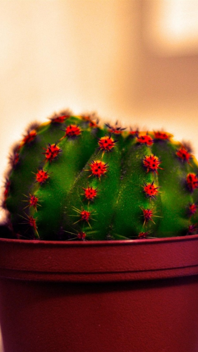 Cactus Wallpaper Iphone 5 - HD Wallpaper 