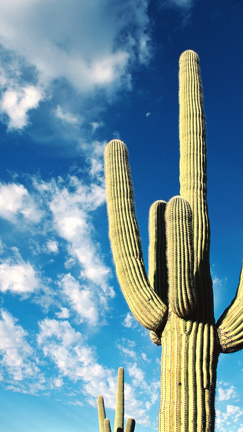 Wallpaper Cactus, Thorns, Desert, Sky, Clouds - Desert Iphone Wallpaper Cactus - HD Wallpaper 