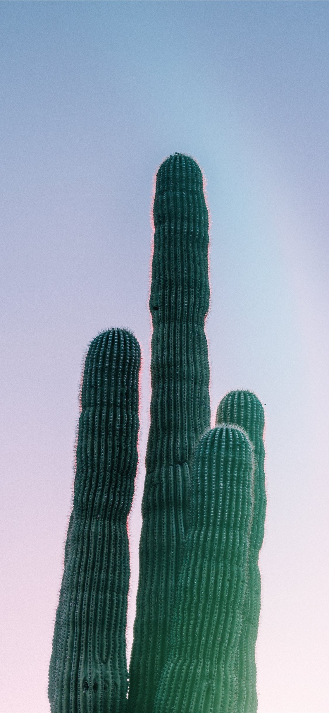Weberocereus - HD Wallpaper 