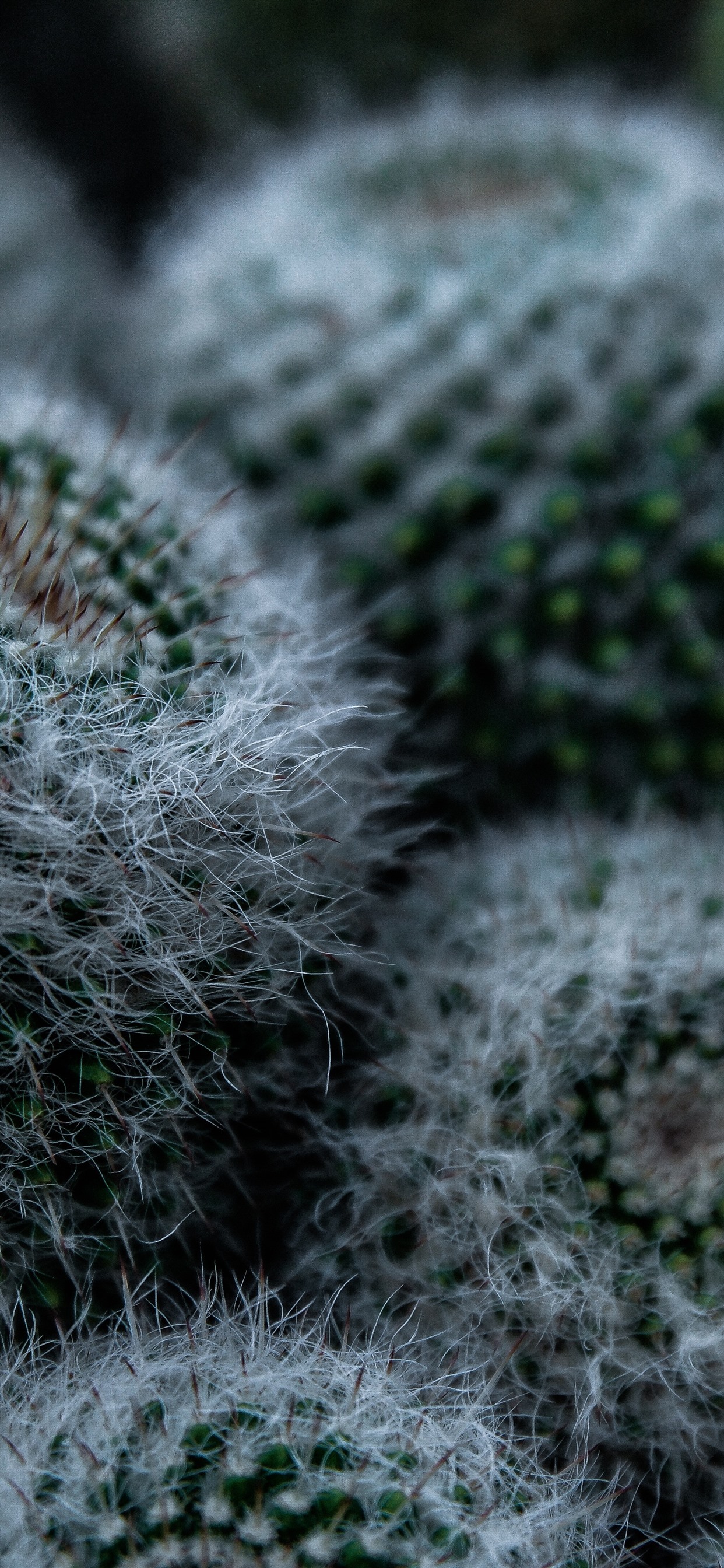 Iphone Wallpaper Cactus, Thorns - Cactus Flower Iphone Wallpape - HD Wallpaper 