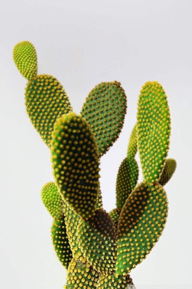 Cactus Png - HD Wallpaper 