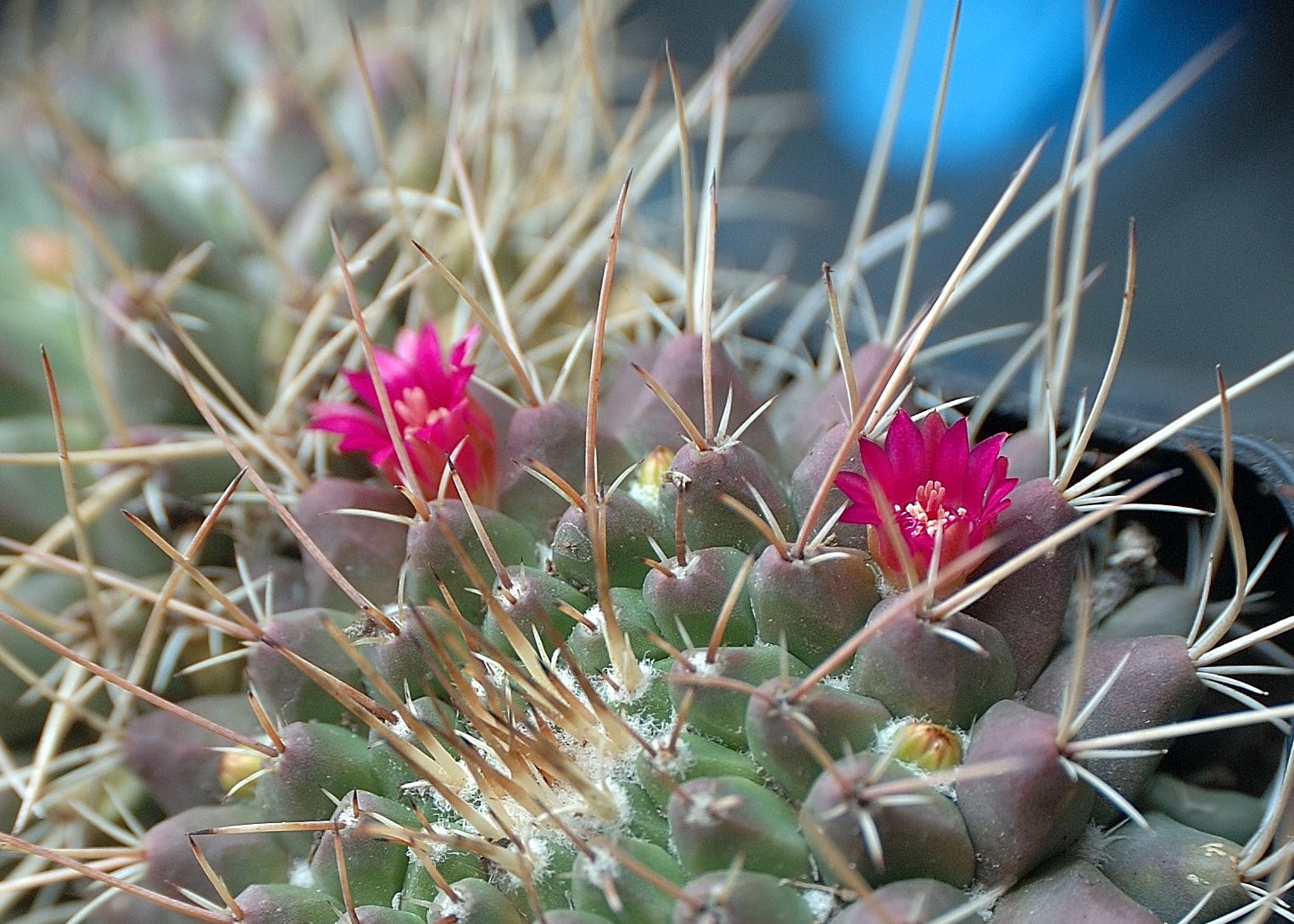 Large-flowered Cactus - HD Wallpaper 