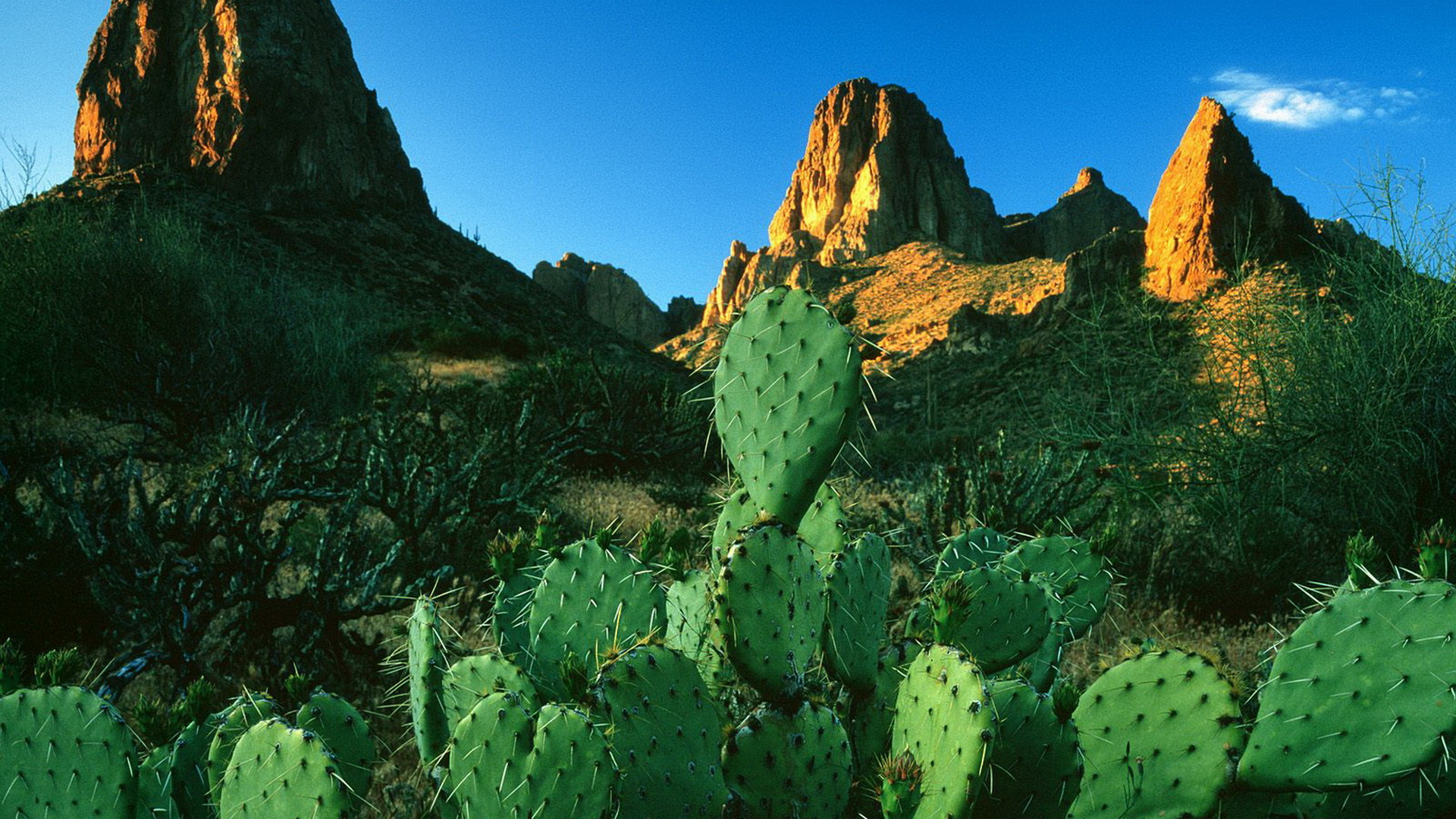 Cactus Wallpaper - HD Wallpaper 