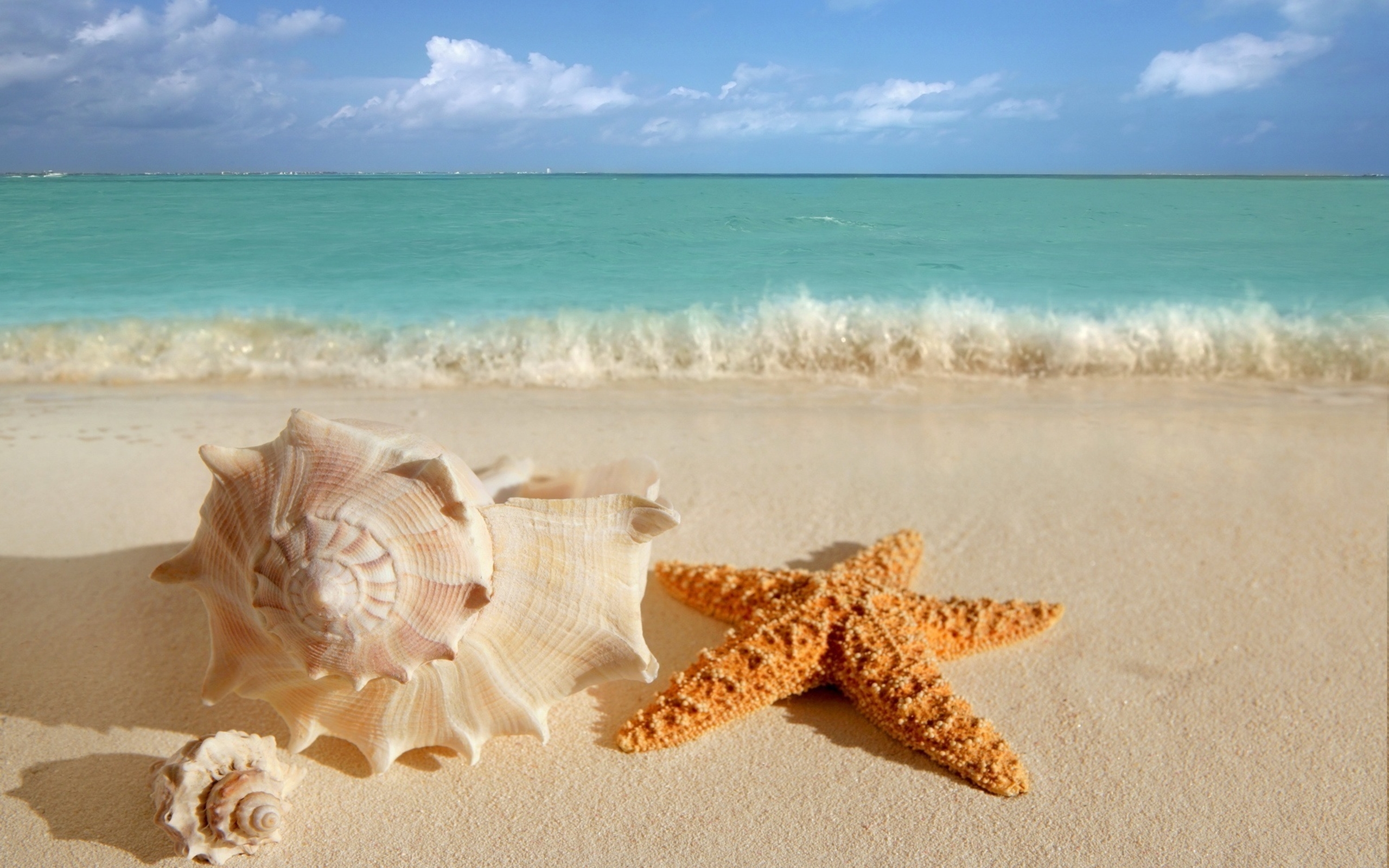 Shells On A Beach - HD Wallpaper 