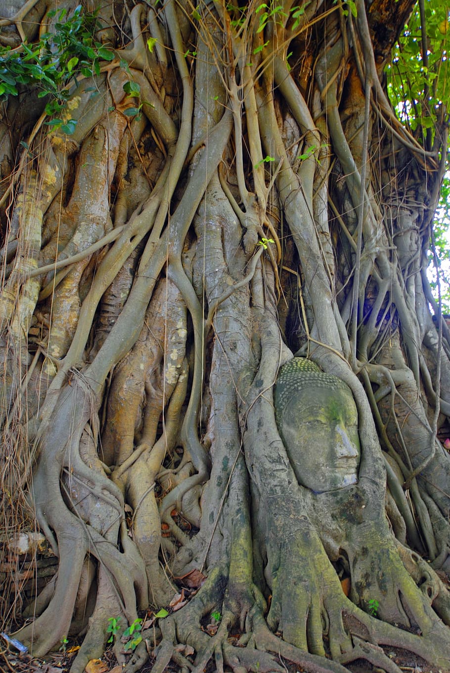 Asia, Thailand, Travel, Ayuthaya, Tree, Nature, Root, - Buddha Embeaded In A Banyon Tree - HD Wallpaper 