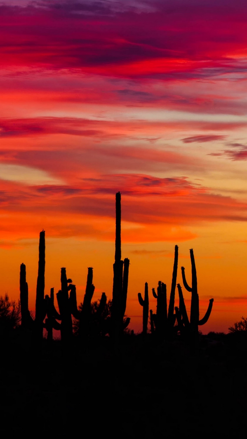 Wallpaper Cacti, Sunset, Silhouettes, Arizona - Arizona Sunset Wallpaper Iphone - HD Wallpaper 
