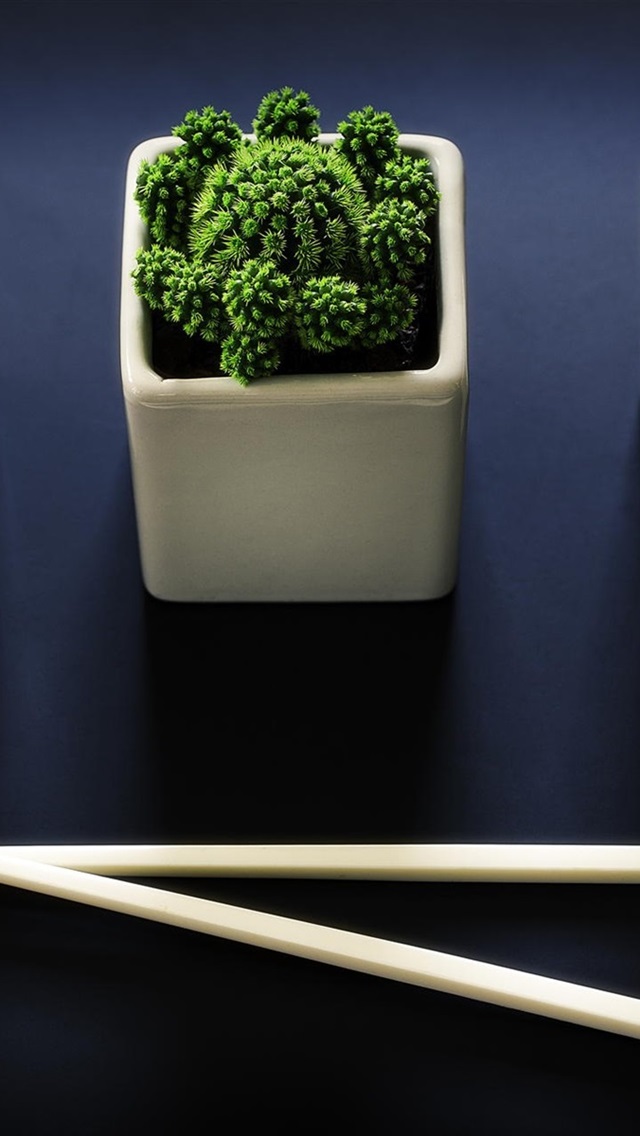 Iphone Wallpaper Houseplant, Cactus, Chopsticks - Wallpaper - HD Wallpaper 