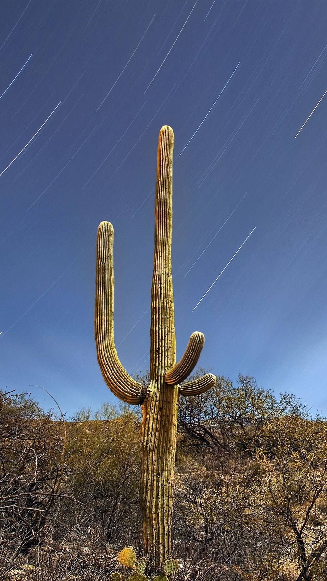 Iphone Wallpaper Saguaro, Bushes, Desert, Meteor - Saguaro Hd Wallpper - HD Wallpaper 