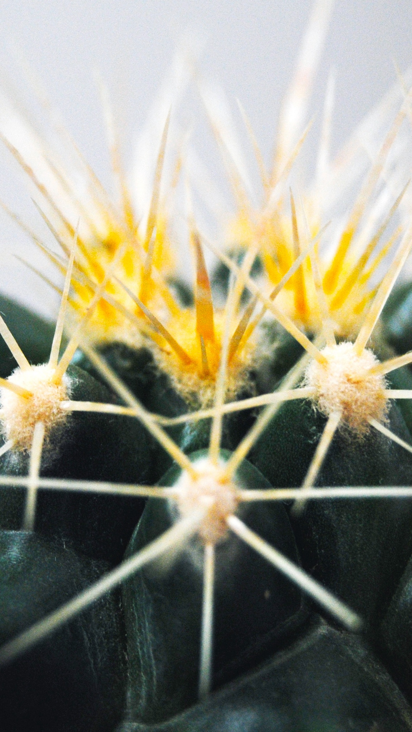 Wallpaper Cactus, Thorns, Succulent - Cactus - HD Wallpaper 