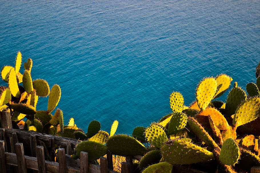 Green Prickly Cacti Near Fence Facing Body Of Water, - Cactus Wallpaper Laptop - HD Wallpaper 