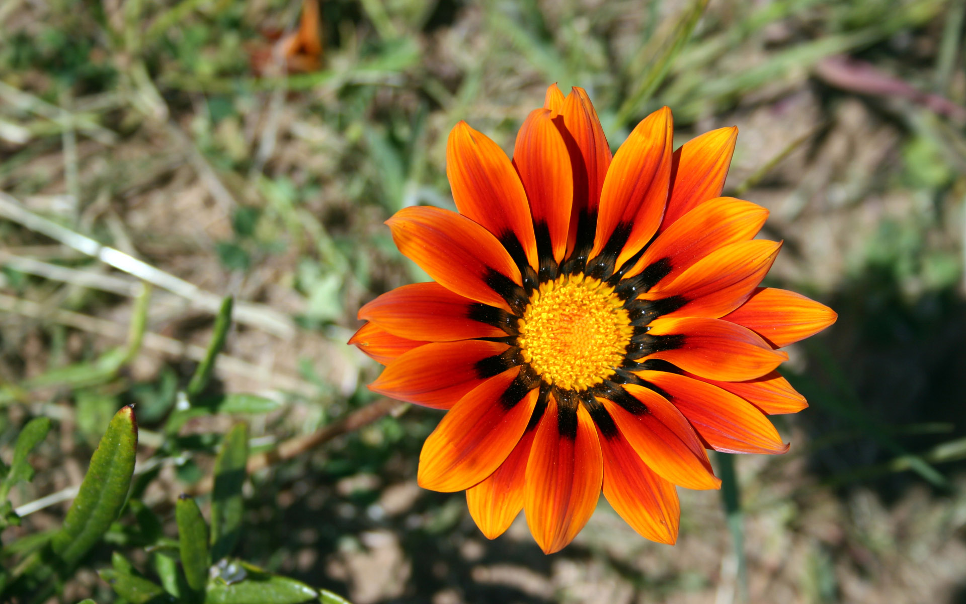 Summer Flowers - HD Wallpaper 