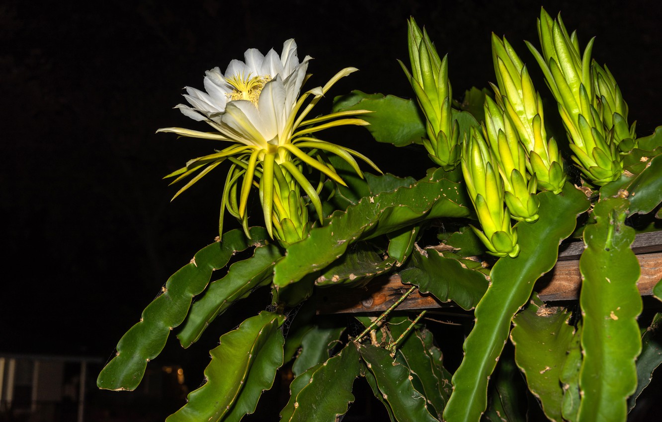Photo Wallpaper Flower, Cactus, Black Background - Flower Kaktus - HD Wallpaper 