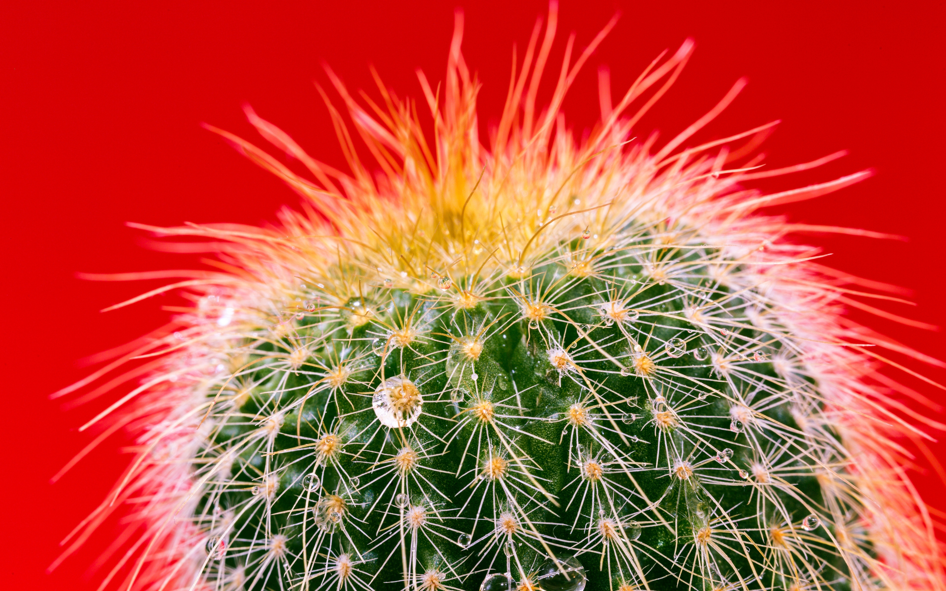 Phone Wallpaper Cactus - HD Wallpaper 