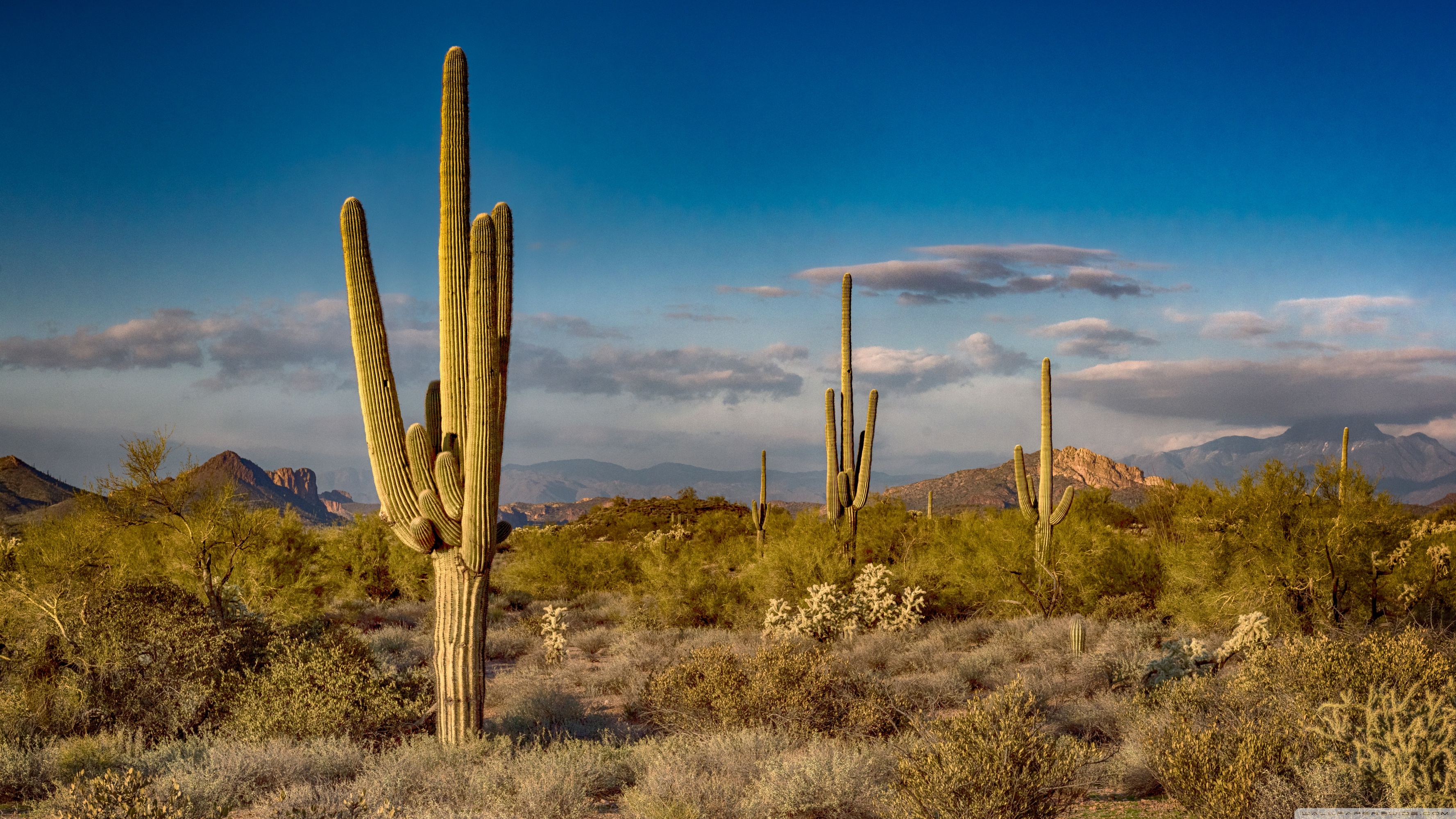 Arizona Cactus Hd - HD Wallpaper 