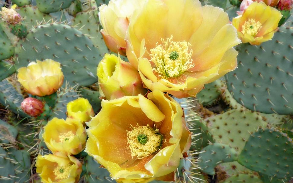 Cactus Wallpaper,cactus Wallpapers Hd Wallpaper,flowers - Cáctus Flowers - HD Wallpaper 