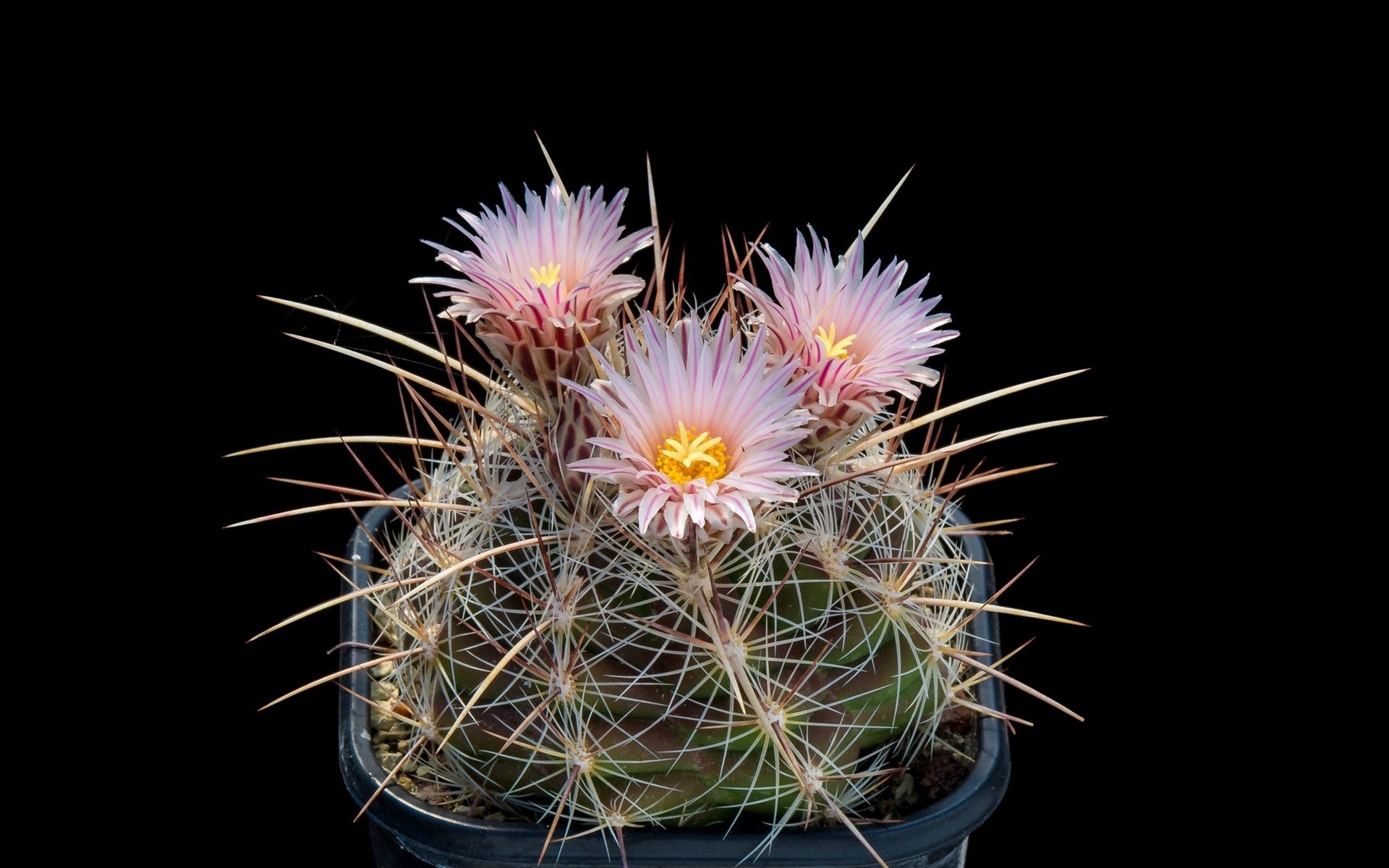 Wallpaper Cactus, Pink Flowers Bloom, Needles - Wallpaper - HD Wallpaper 