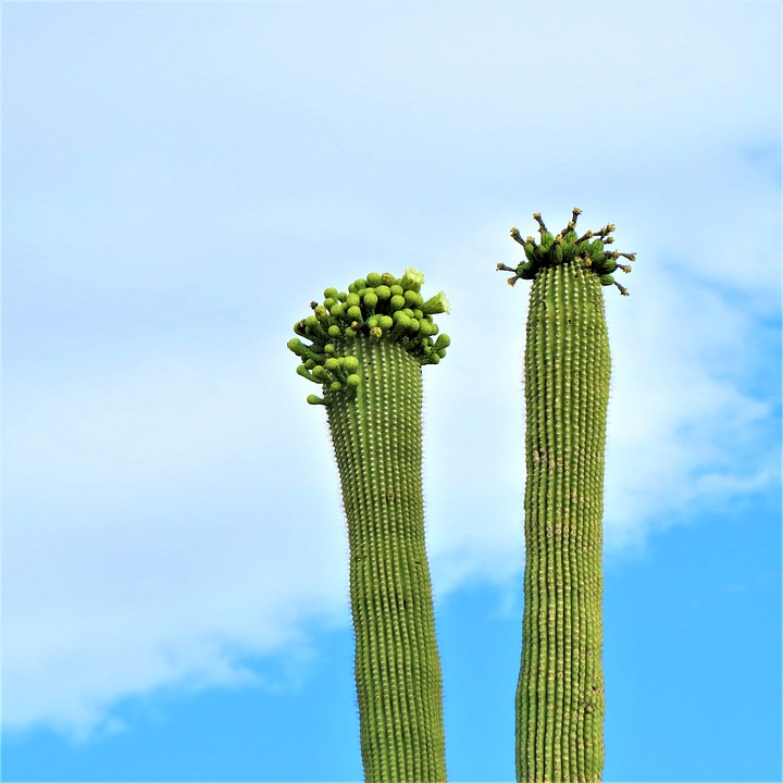 Cactus En Fleur Arizona - HD Wallpaper 