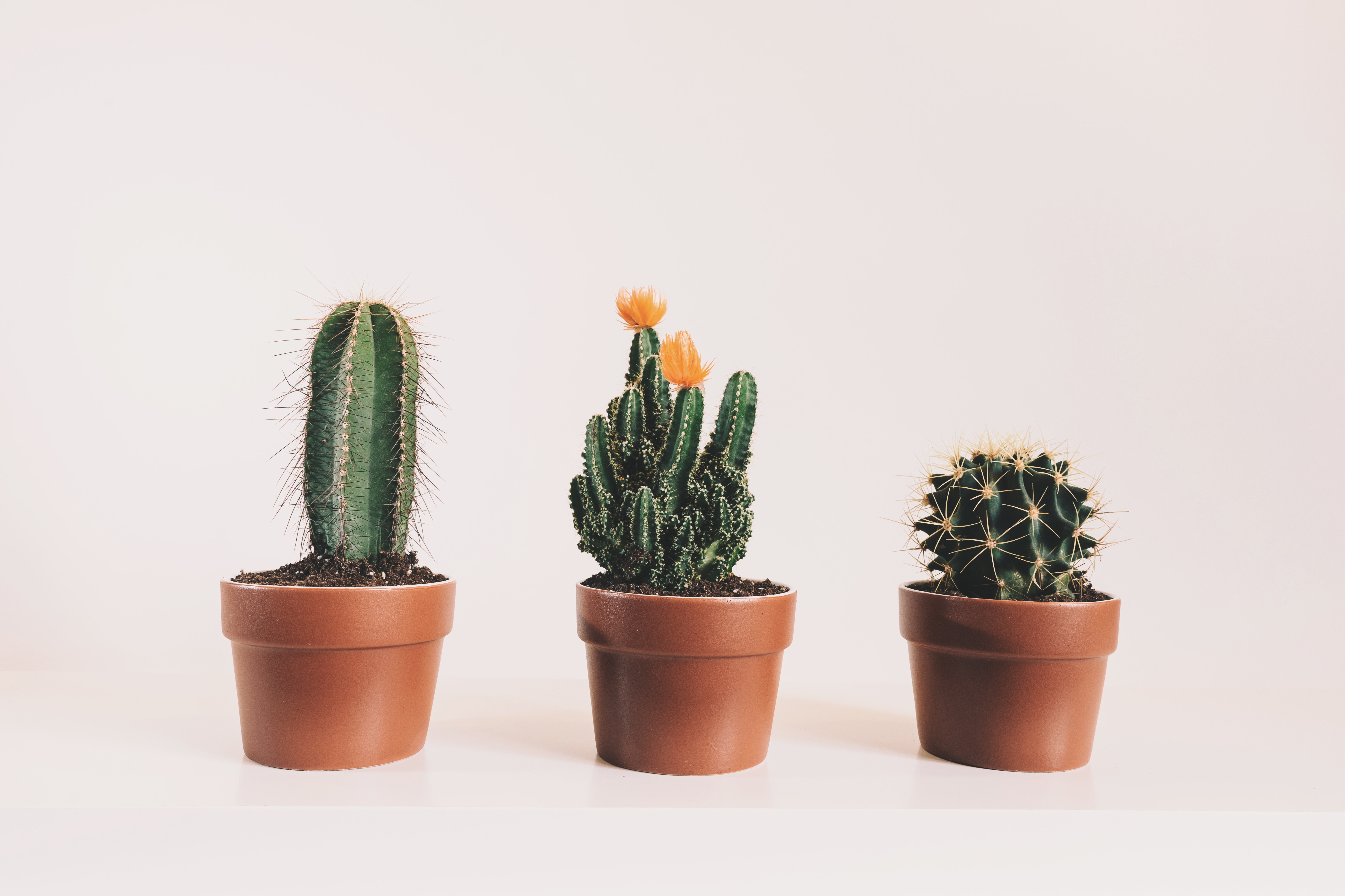 Cactus Plant High Resolution - HD Wallpaper 