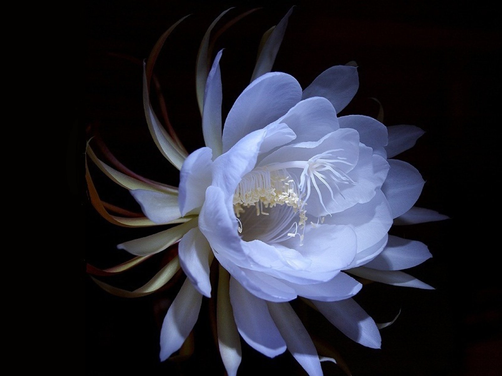 Queen Of The Night Flower Blue - HD Wallpaper 