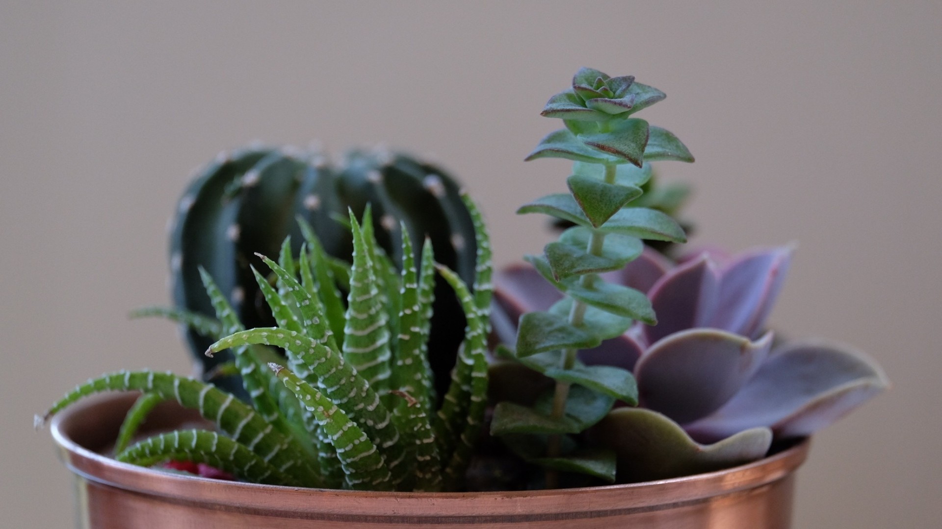 Wallpaper Succulent Plant, Flowers, Pot, Houseplant - Background Hd Succulent Pot - HD Wallpaper 